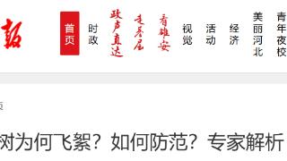 杨柳树为何飞絮？如何防范？专家解析