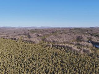 绿树成荫、万鸟翔集，京津冀生态新画卷徐徐铺展