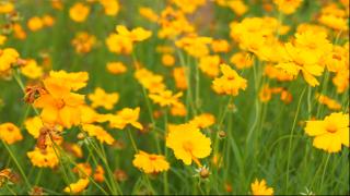 在紧张的集训里，也要留一点时间给春天