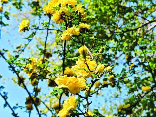 别错过这片金色浪漫 石家庄公园黄刺玫惊艳绽放