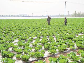 春种蔬菜、夏收西瓜、秋割水稻、冬采菊花 正定一村庄走出致富路