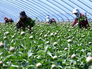 芍药花开乐农家