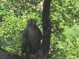 邢台一景区发现野生猕猴！确认为国家二级野生保护动物