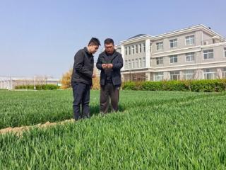 做强种子“芯片”!沧州旱碱麦繁育基地年繁种能力达3.76万吨