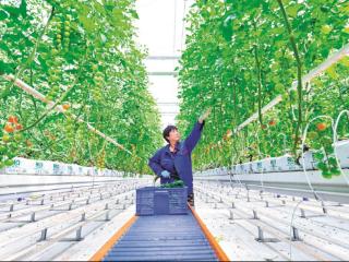 点菇成“金”：石家庄科技助农业跑出“加速度”