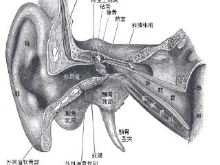 医生：呦，你耳朵长毛了！是不是去采过耳？