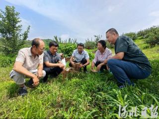 河北秦皇岛：林下种药材 致富又环保
