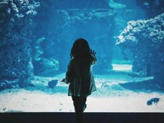 今年暑期，海洋公园们走到生死边缘