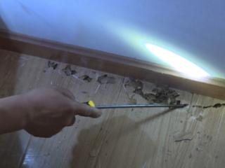 十堰又到白蚁活跃期 防治正当时