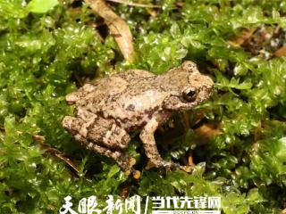 揭开雷公山新物种魏氏纤树蛙神秘面纱