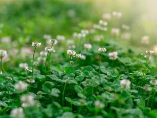 临沂：白车轴草开花