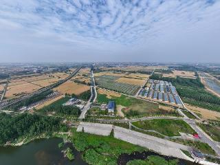 临沂：麦收前景色美