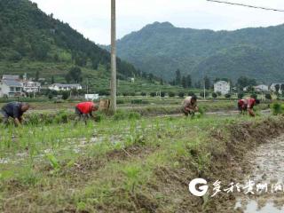 科技加持 绥阳旺草水稻大田移栽有序推进