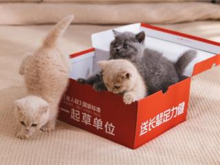 足力健“萌猫代言”破圈：用「猫系美学」重塑银发经济创新范式