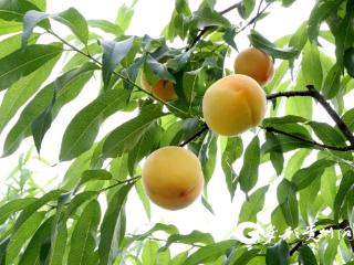 一口脆甜藏不住！独山县水岩村黄桃抢“鲜”占领夏日味蕾