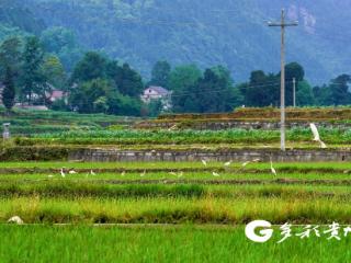 贵州务川：人勤鸟美的生态乐园
