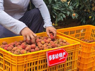 拼多多Q1财报的加减速：平台盈利主动减速，优质农货上行加速