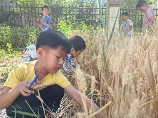 “芒”有所获 “种”有所得——东营市东营区第二实验幼儿园邹城路分园芒种节气主题活动