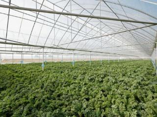 持续升级自然健康原料，喜茶羽衣甘蓝实现零农残种植