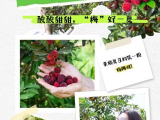 曹山杨梅开采啦！快来日日春，实现杨梅自由