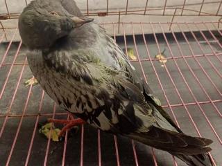 合肥一小学生捡到信鸽 希望找到信鸽的主人
