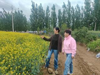 济南市莱芜区张家洼街道管家河村：油菜花铺就乡村振兴“金色之路”