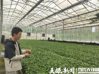 【遵义红·农业新质生产力观察（中）】遵义红辣椒：火出黔山买卖全球