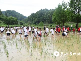 凤冈二小：探寻农耕文化 感受劳动之美