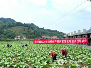 “烤房改造+科学种植” 习水9600亩烟田焕发黄金效益