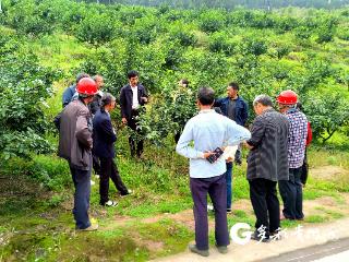 田间课堂开讲！习水程寨镇“椒”你管护采收