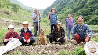 山村收菜计划 这是比“三赢”更珍贵的“多赢”
