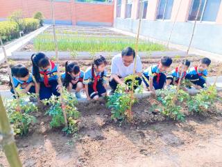 临沂新桥大官小学组织师生开展种植园管理活动