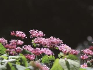 西湖隐藏款“臭臭花”上线 叫牡丹却不是牡丹