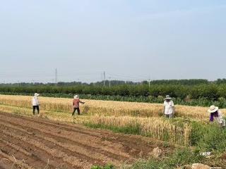 济南市莱芜区寨里镇刘大下村：麦浪翻金 开启丰收乐章
