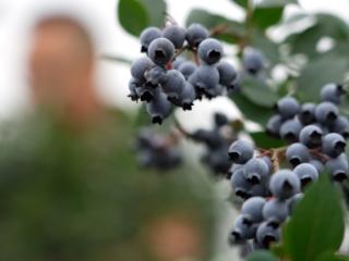重庆大足：500亩蓝莓园里的夏日邀约