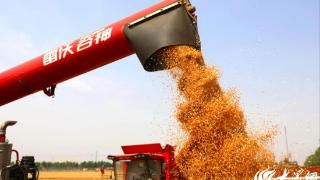 潍坊昌邑：农机助力“三夏”生产 金色麦田绘就丰收图景