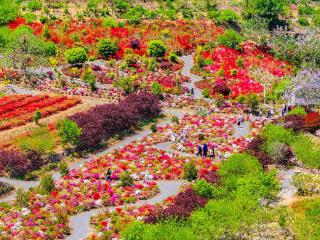 今年已待客72万人次，青岛西海岸两个片区旅游收入超九千万元