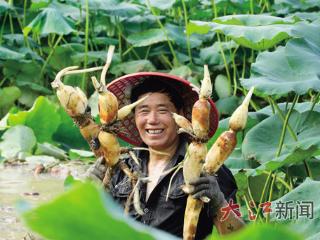 “藕”遇丰收季（图）