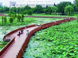 玄武湖：湖畔荷风摇翠盖，栈道蜿蜒“翡翠毯”