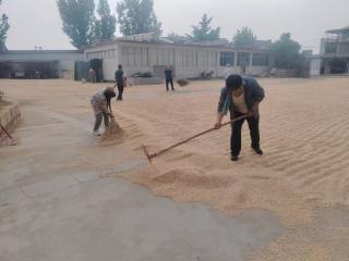 济南市莱芜区寨里镇刘大下村：干群同心护夏粮 共筑丰收“安全网”