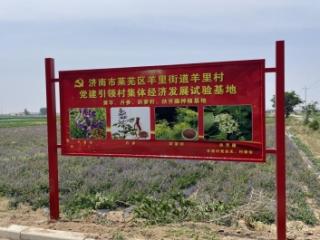 执党建之笔 绘三色振兴——济南市莱芜区羊里街道羊里村“产业+治理+文化”三维攻坚纪实