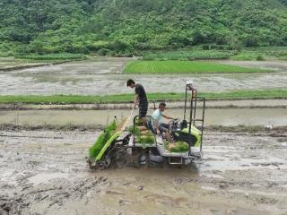 三都：15万亩中稻移栽完成