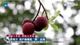 奋战二季度 拼抢上半场丨科技助力 浙产杨梅抢“鲜”出海
