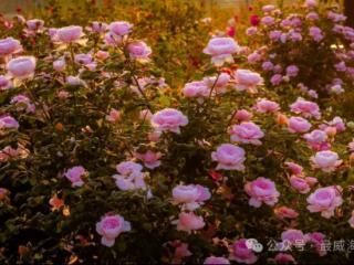 6月威海最特别的4个赏花地，你中意哪个？