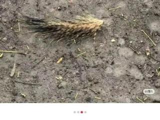 西湖边有人拔断松鼠尾巴？景区回应：已展开调查核实