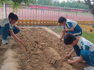 花生有梦 劳动赋能——东营市东营区弘文小学开展劳动教育实践活动