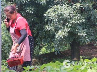 赤水市长沙镇：红果压枝头 生活甜而美
