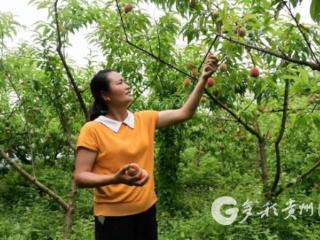 凤冈临江村：田间架起“云桥梁” 直播带货助增收