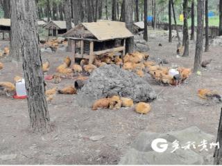 汇川区：养殖业为乡村振兴“畜”能