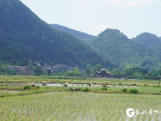 【高清组图】贵州贵定：千亩稻田碧浪涌